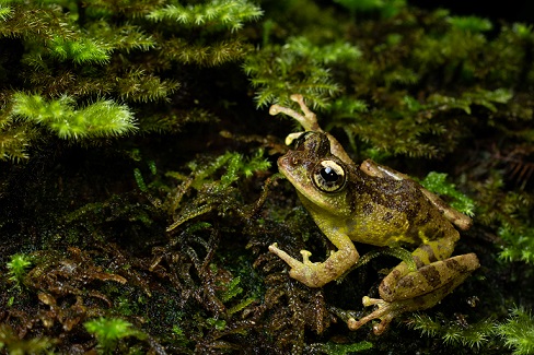 pic4 Mossy Bush Frog (Philantus macroscelis). Photo credit Sandra Wong Jye Wen.jpg